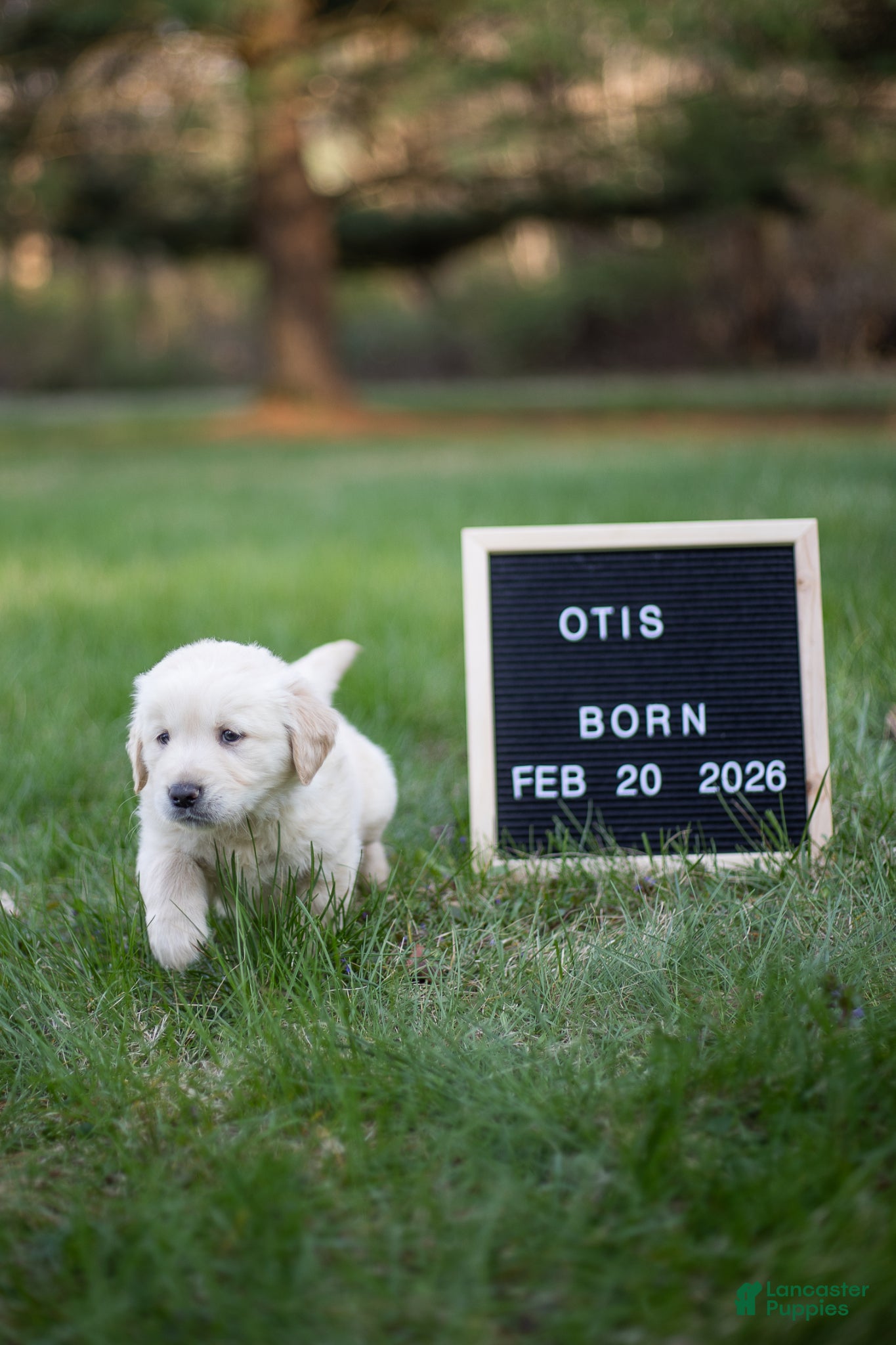 Golden Retriever dogs Otis - Ad 1