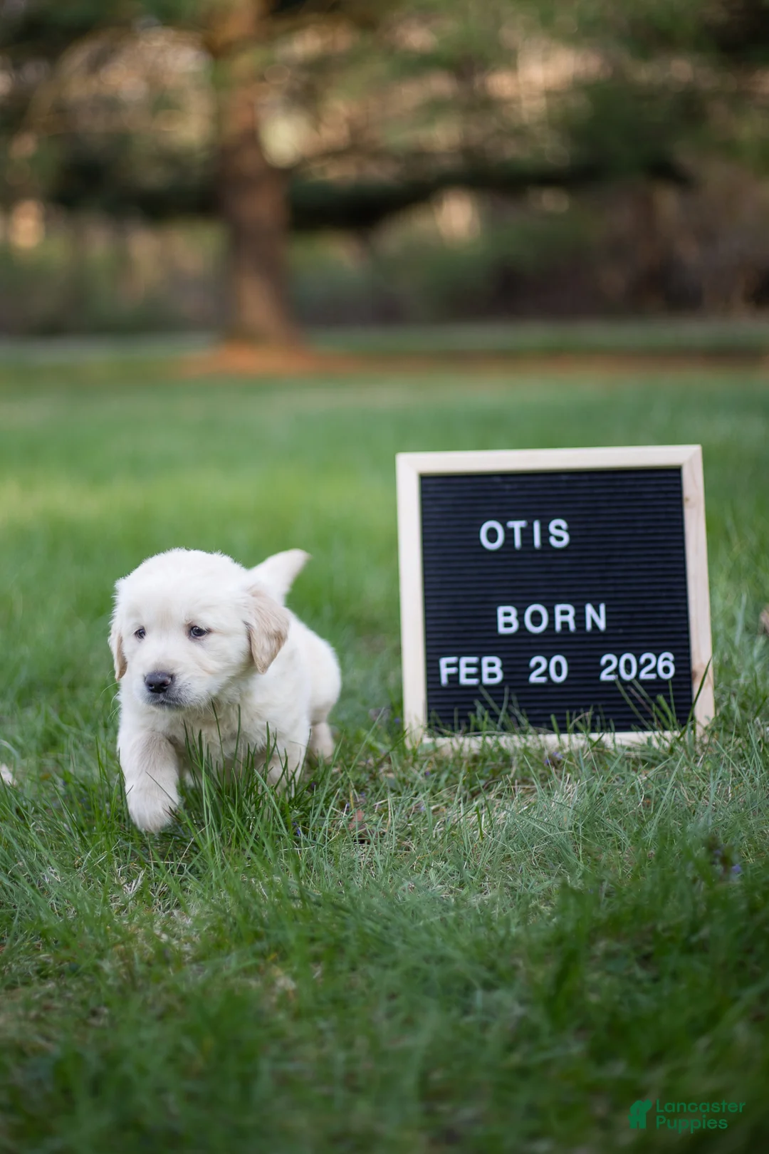 Golden Retriever dogs for sale: Otis - Ad 1
