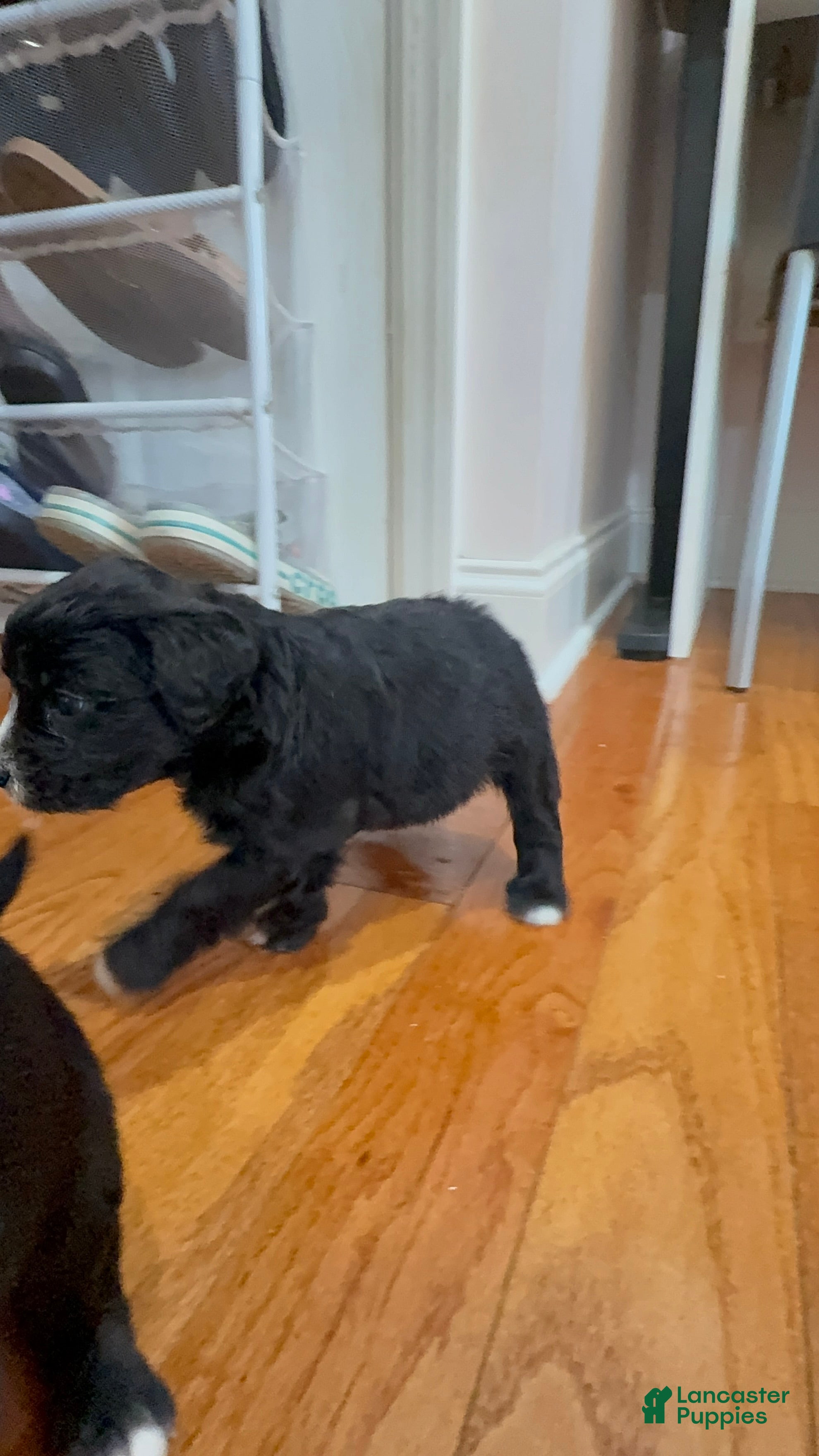 Mixed Breed dogs Zara  - Ad 2