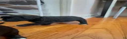 Mixed Breed dogs for sale: Zara  - Ad 2