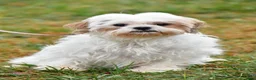 Shih Tzu dogs for sale: Gabe - Ad 9