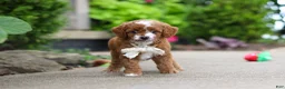 Cavapoo dogs for sale: Pumpkin - Ad 6
