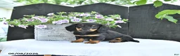 Dachshund dogs for sale: Callie - Ad 1