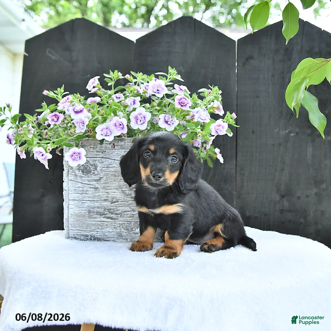 Dachshund dogs for sale: Callie - Ad 1