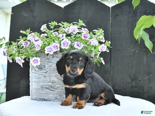 Dachshund dogs for sale: Callie - Ad 1