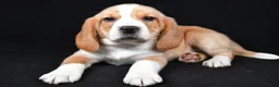 Beagle dogs for sale: Bert - Ad 4