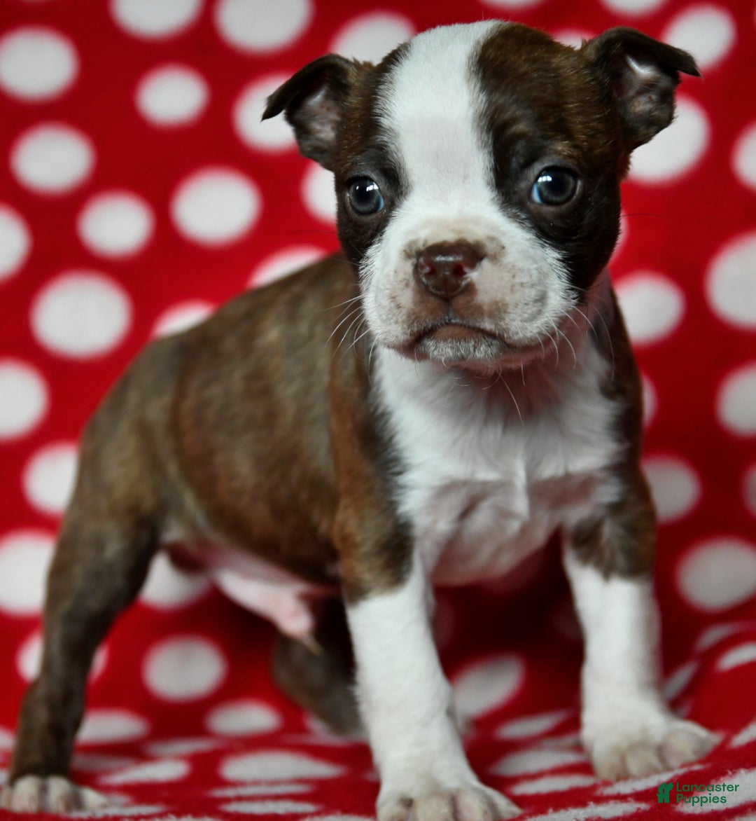 Gallery Image {{count}}