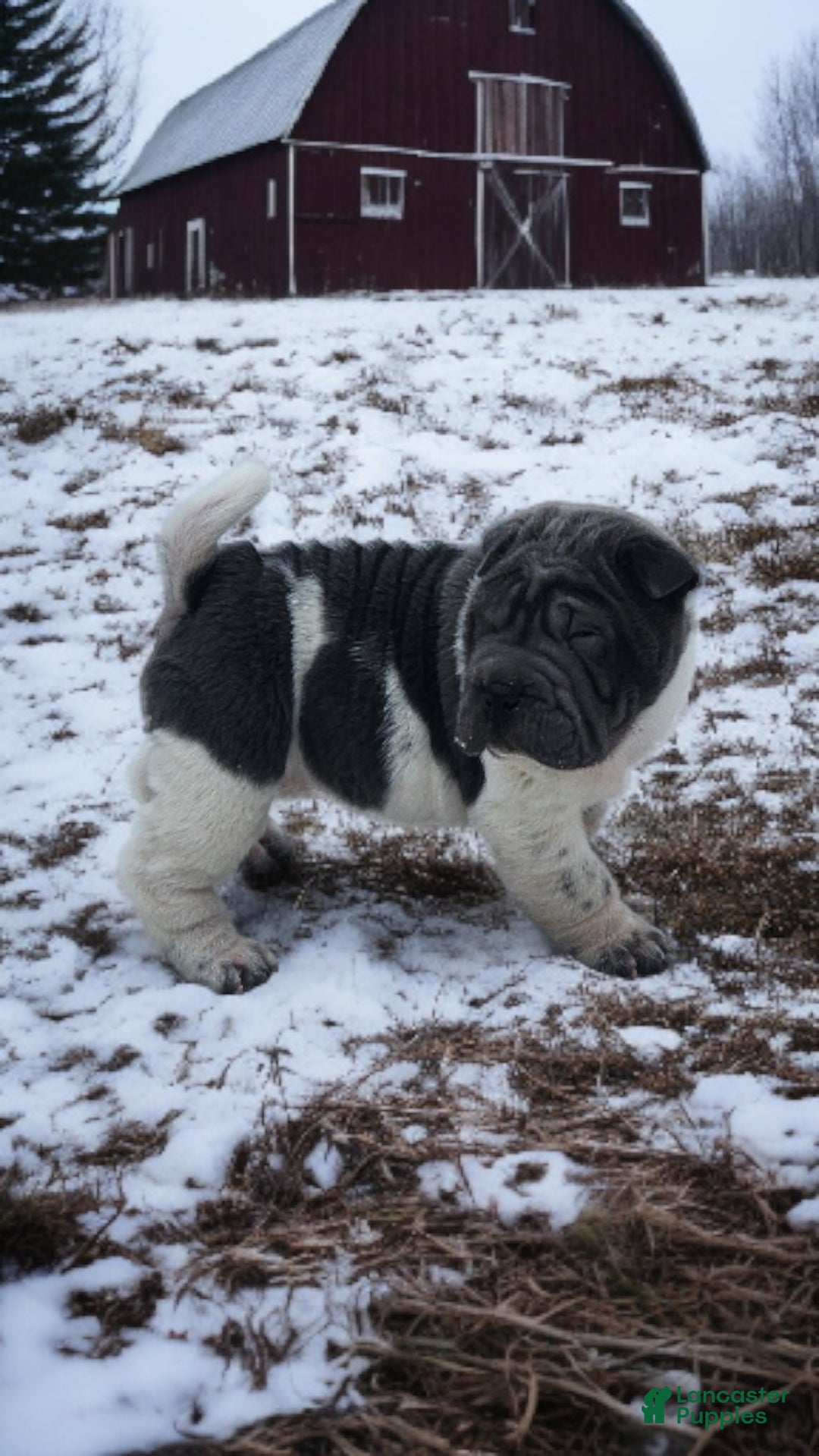 Shar Pei dogs for sale: Bluebelle blue flower mini  - Ad 9