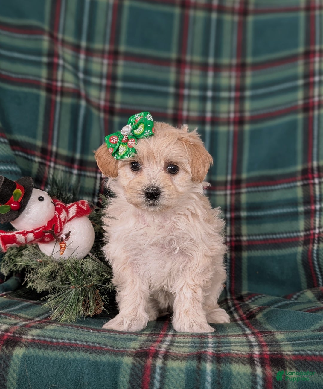 Maltipoo dogs for sale: Cheyanne 7 lbs Full Grown - Ad 2