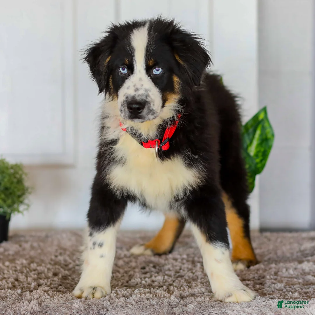 Australian Shepherd dogs for sale: Dustin - Ad 5