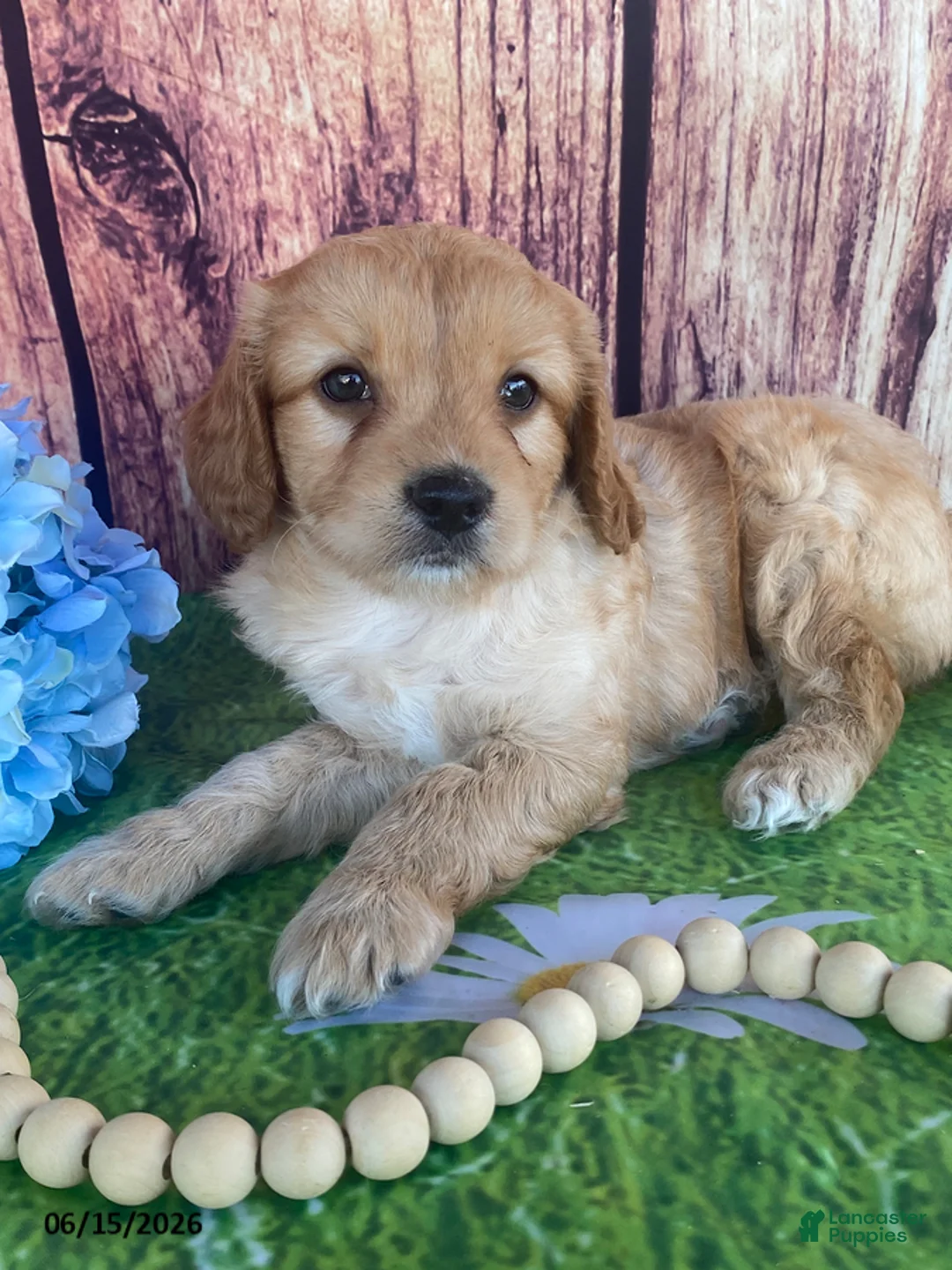 Cavapoo dogs for sale: Carson - Ad 1