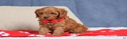 Cavapoo dogs for sale: Faith - Ad 6