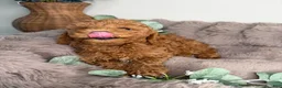 Mini Goldendoodle dogs for sale: Honey 🍯 | Female Goldendoodle Puppy - Ad 5
