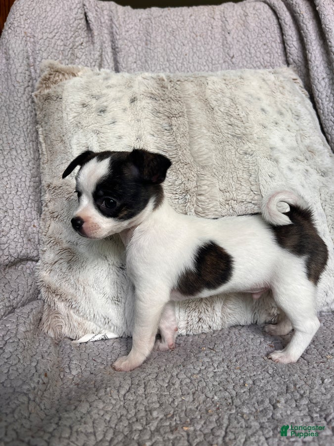 Chihuahua dogs Laddie - Ad 2