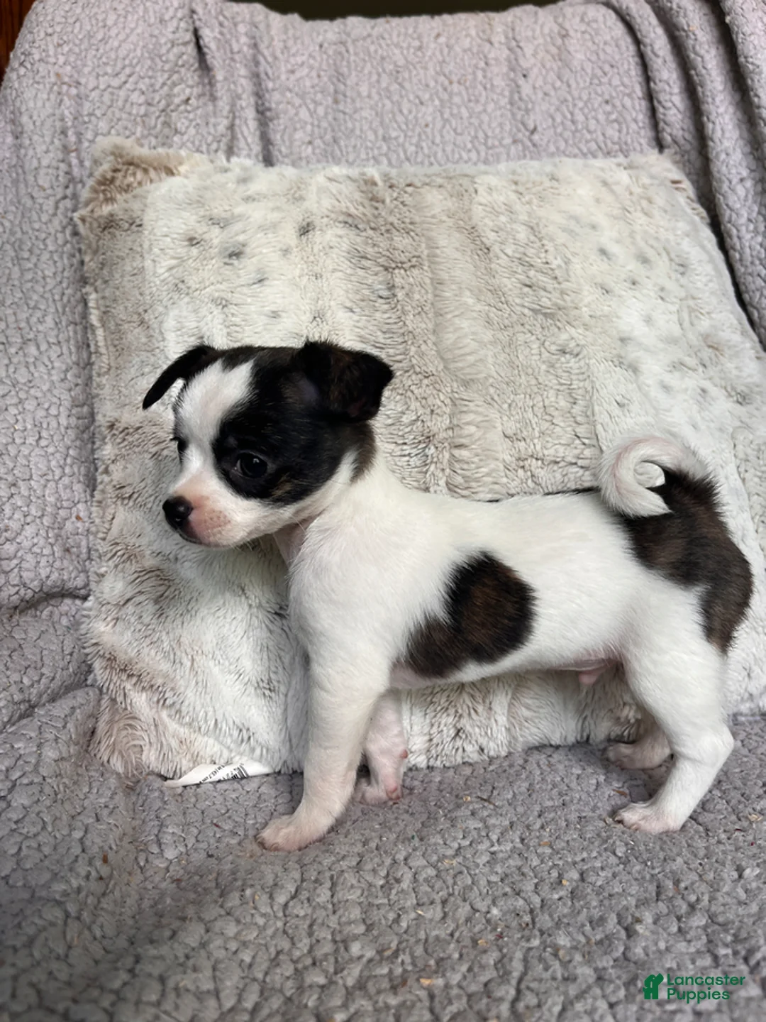 Chihuahua dogs for sale: Laddie - Ad 2