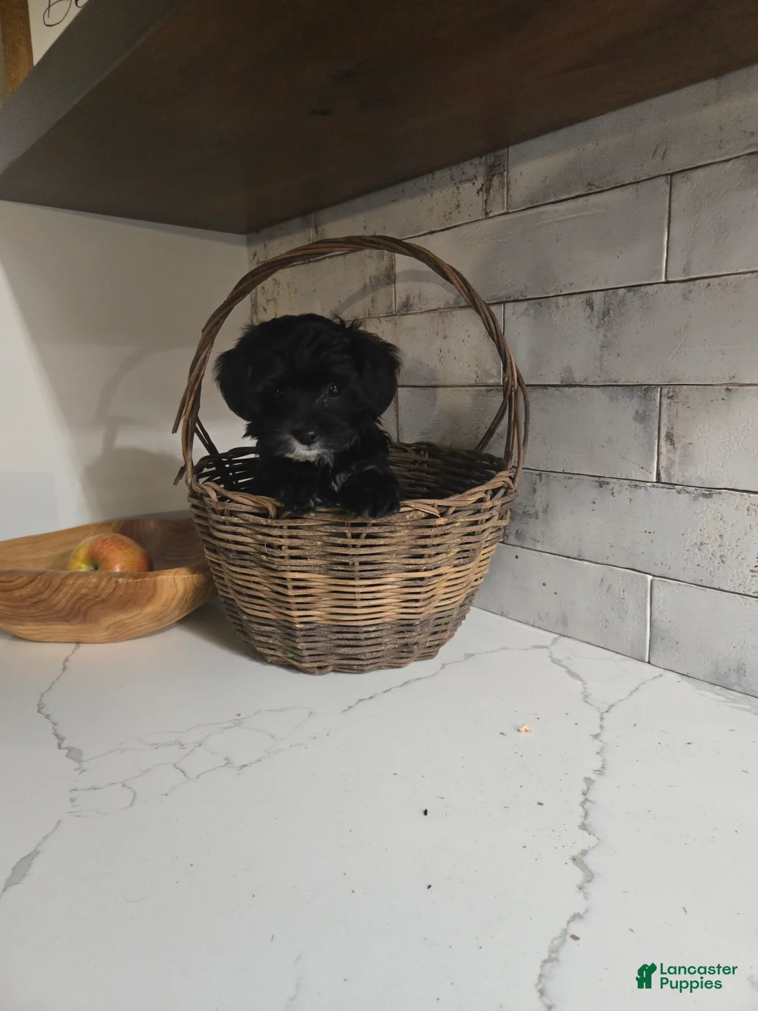Yorkiepoo dogs for sale: Buster - Ad 1