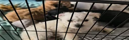 Mixed Breed dogs for sale: Baby Bear - Ad 4