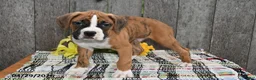 Boxer dogs for sale: Ben - Ad 3