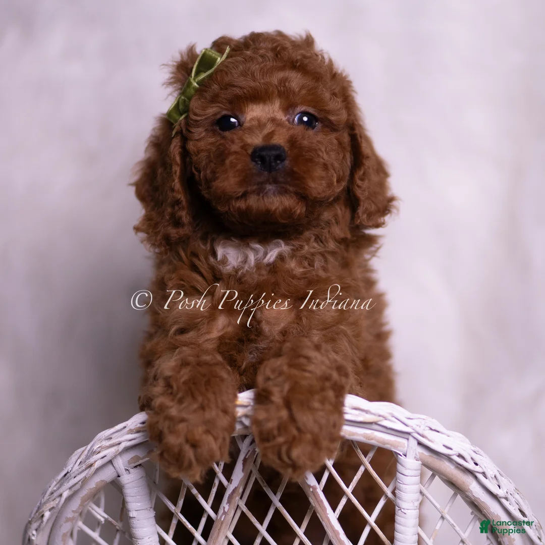 Toy Poodle dogs for sale: Starbrite - Ad 5