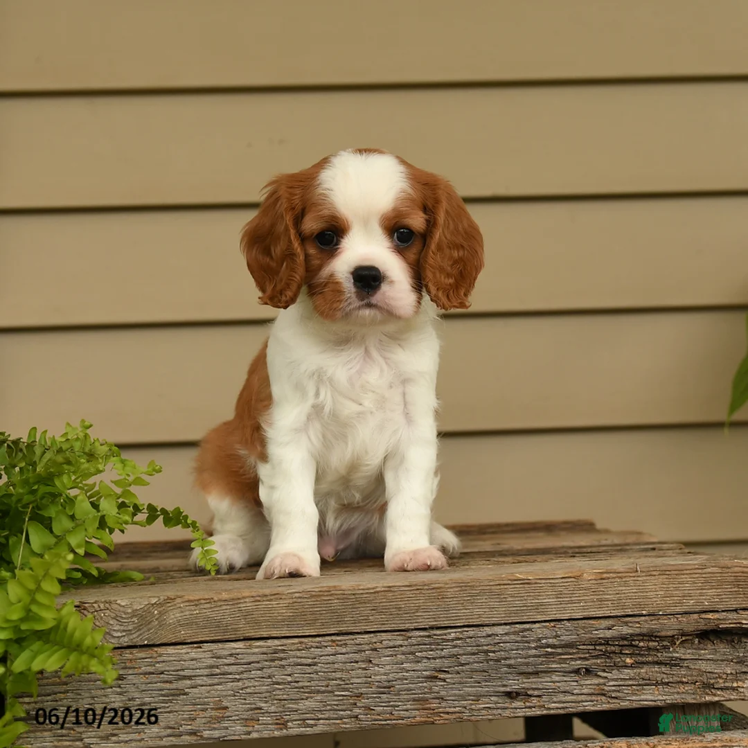 Cavalier King Charles Spaniel dogs for sale: Sporty - Ad 2