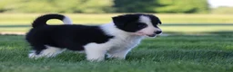 Border Collie dogs for sale: Waylon - Ad 6