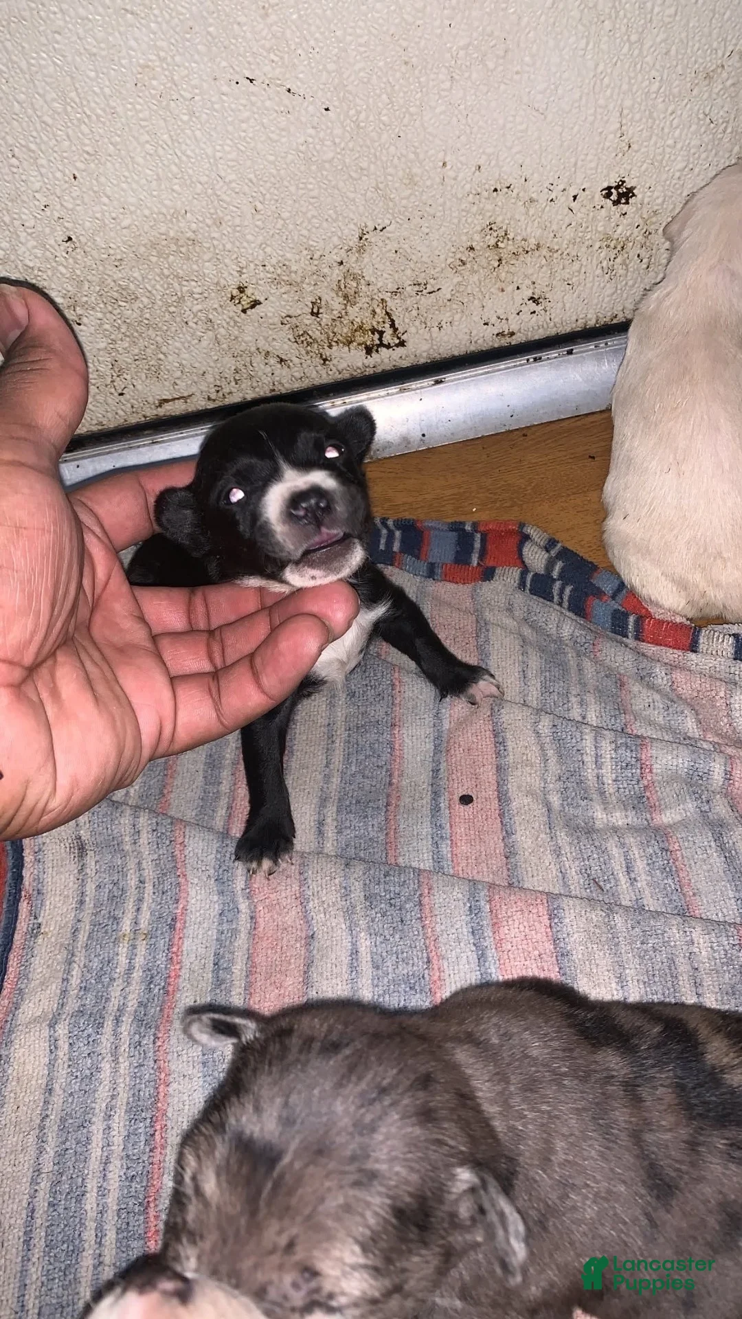 American Pit Bull Terrier dogs for sale: Black and mild - Ad 2