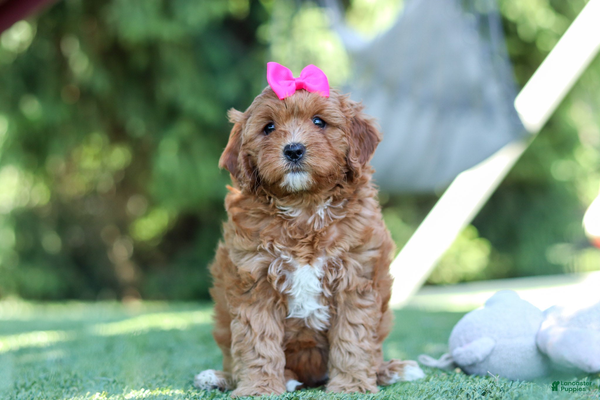 Cavapoo dogs Sylvie - Ad 2