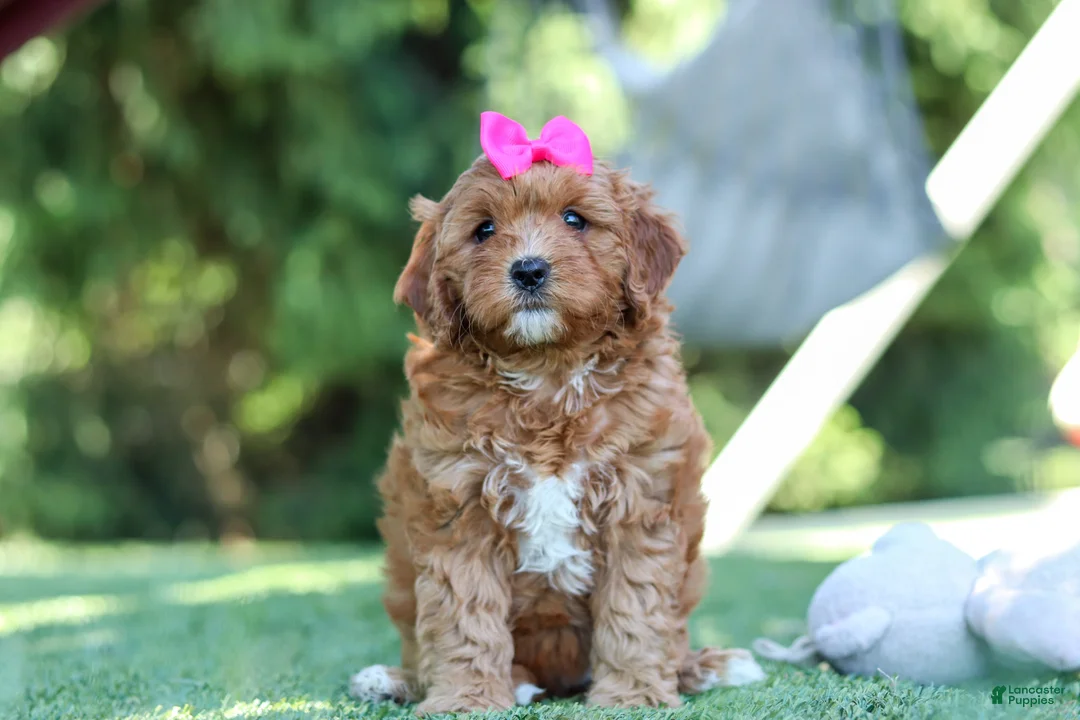 Cavapoo dogs for sale: Sylvie - Ad 2