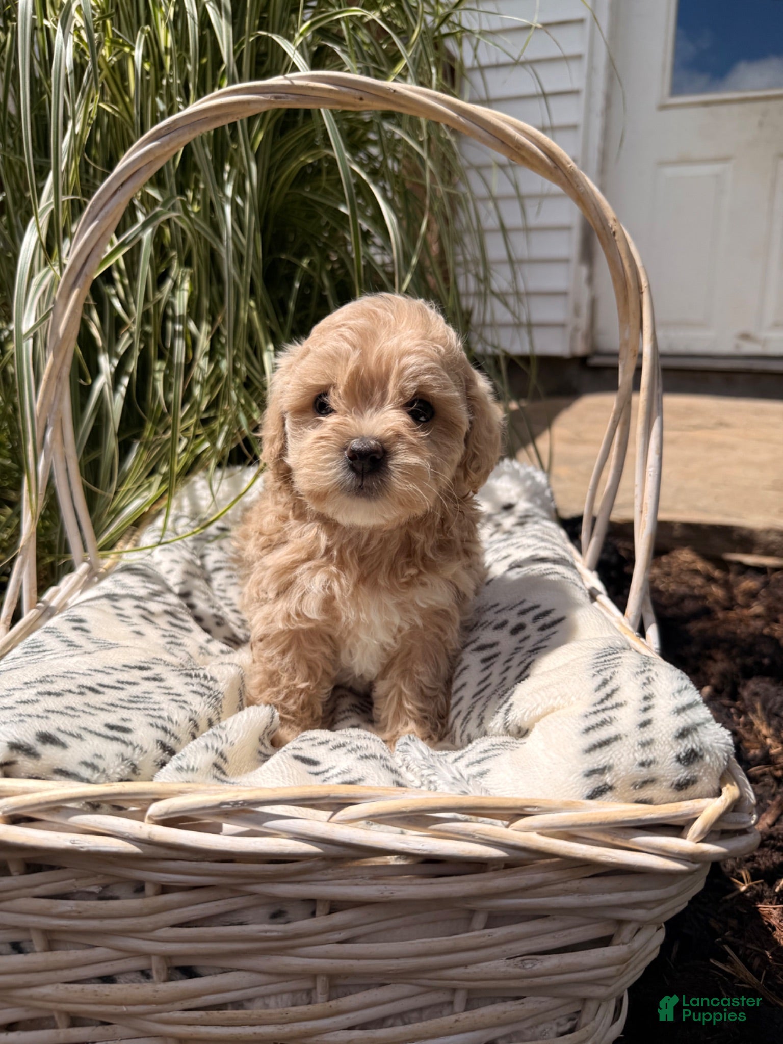 Maltipoo dogs Daisy - Ad 7