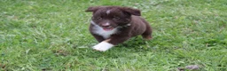 Australian Shepherd dogs for sale: Fern  - Ad 7