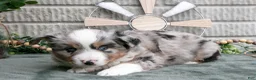 Miniature Australian Shepherd dogs for sale: Cash - Ad 3