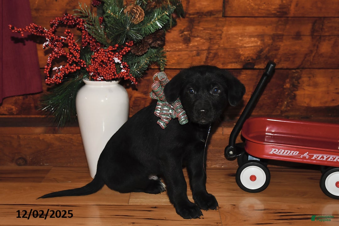 Mixed Breed dogs for sale: Prancer - Ad 3