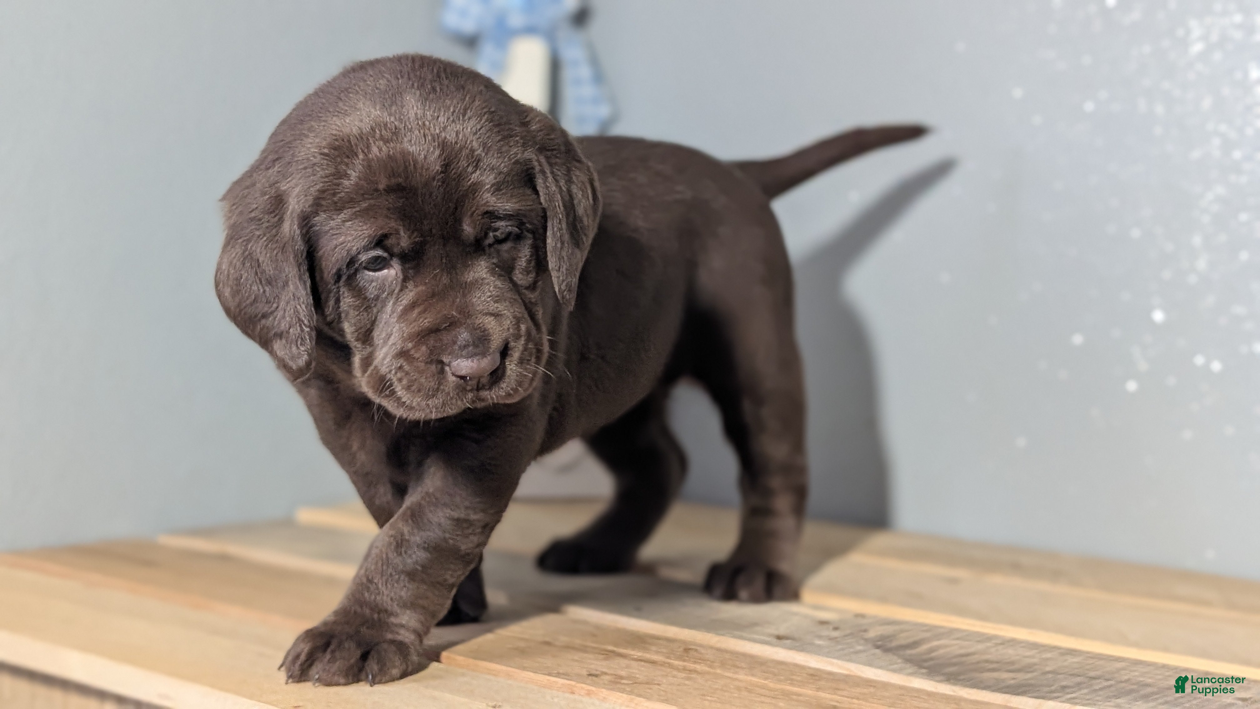 Labrador Retriever dogs Callie - Ad 2