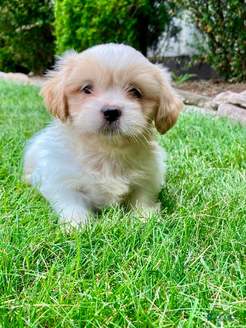 Shih Tzu dogs Trixie - Ad 1