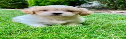 Shih Tzu dogs for sale: Trixie - Ad 1