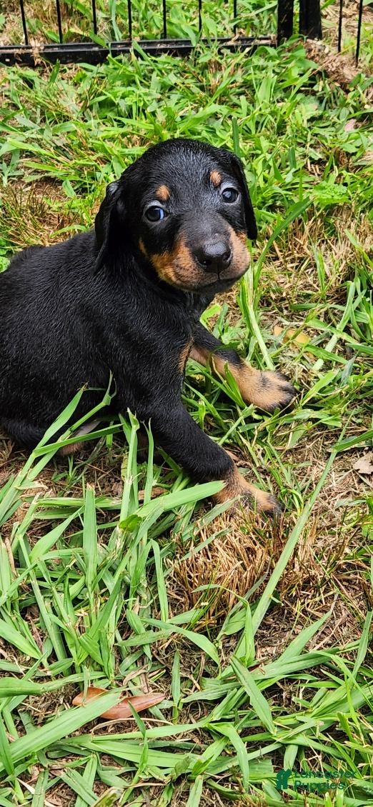 Doberman Pinscher dogs Doberman Pinscher Male 1 - Ad 6