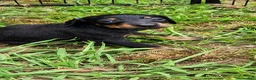 Doberman Pinscher dogs for sale: Doberman Pinscher Male 1 - Ad 1