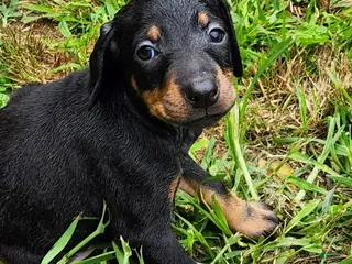 Doberman Pinscher dogs Doberman Pinscher Male 1 - Ad 6