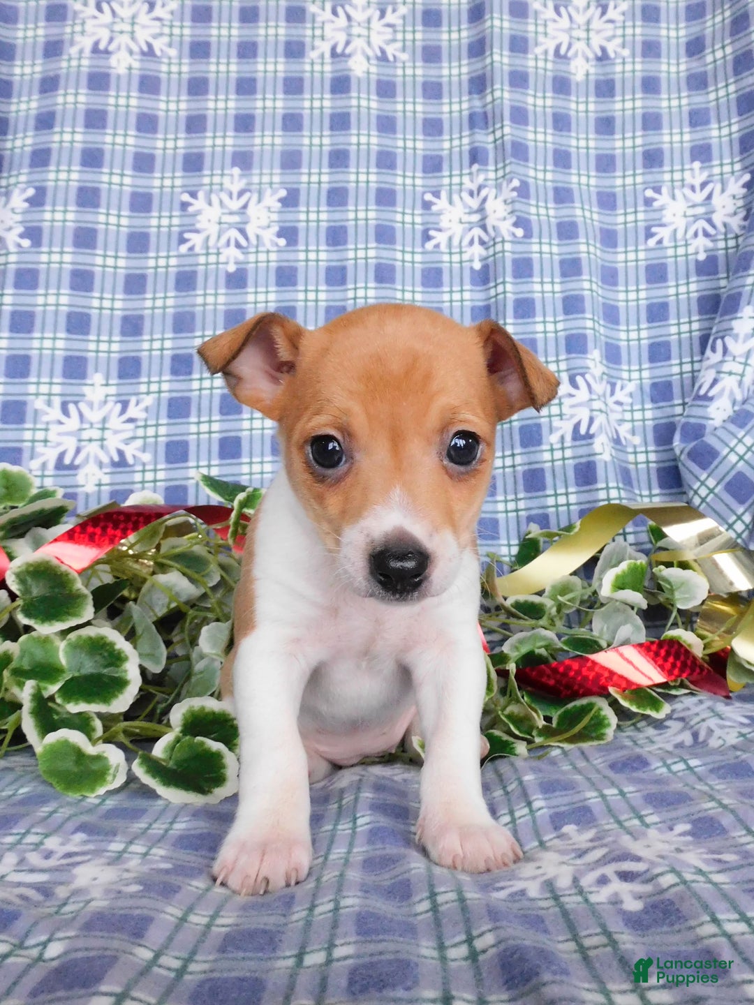 Jack Russell Terrier dogs for sale: Violet - Ad 2