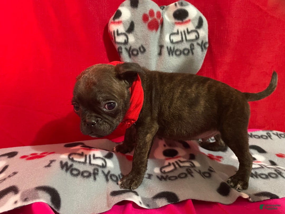 Mixed Breed dogs for sale: Valentino - Ad 5