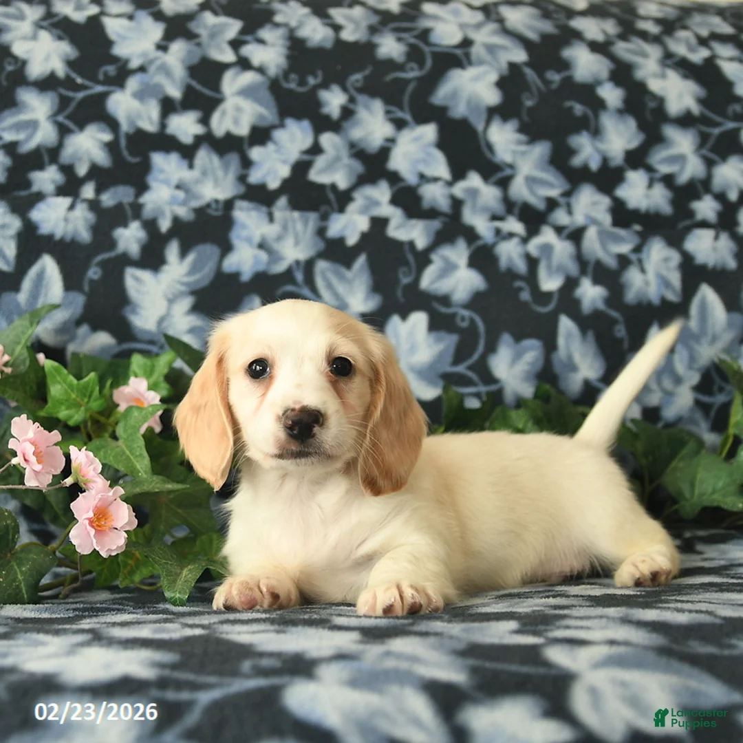 Miniature Dachshund dogs for sale: Silver Star  - Ad 2