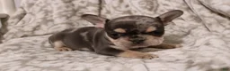 French Bulldog dogs for sale: Lars - Ad 8