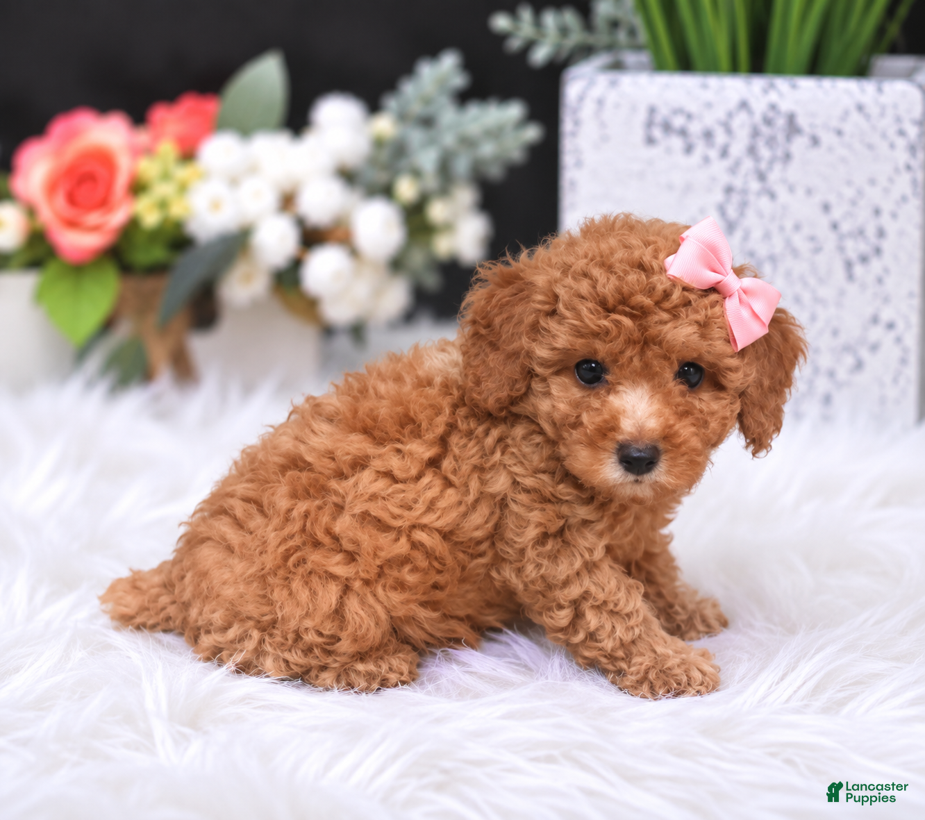 Toy Poodle dogs Toy Poodle 1 - Ad 1