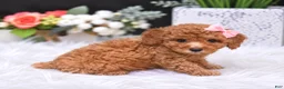 Toy Poodle dogs for sale: Toy Poodle 1 - Ad 1