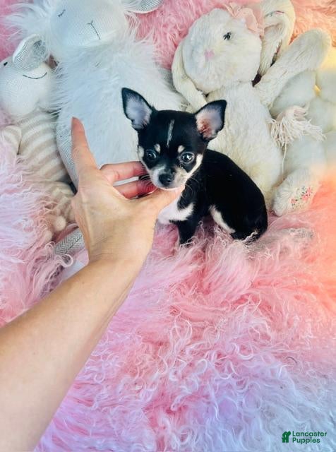 Chihuahua dogs for sale: Chihuahua 1 - Ad 1