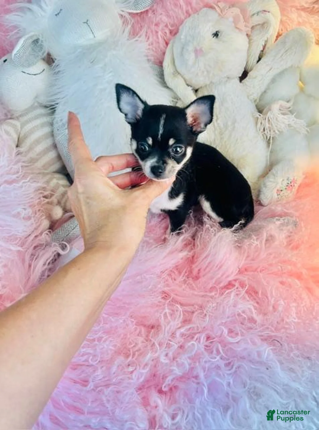 Chihuahua dogs for sale: Chihuahua 1 - Ad 1