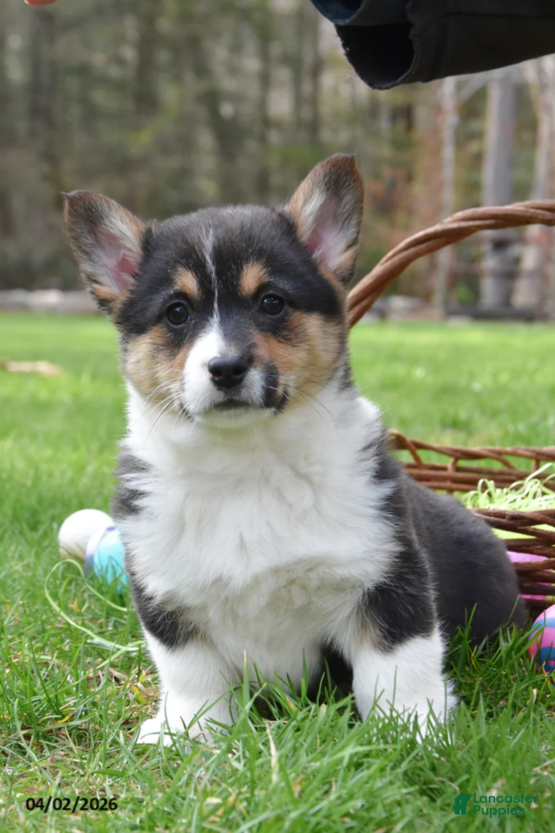 Welsh Corgi Pembroke dogs for sale: Betsy - Ad 1