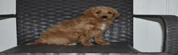 Goldendoodle dogs for sale: Angie - Ad 4