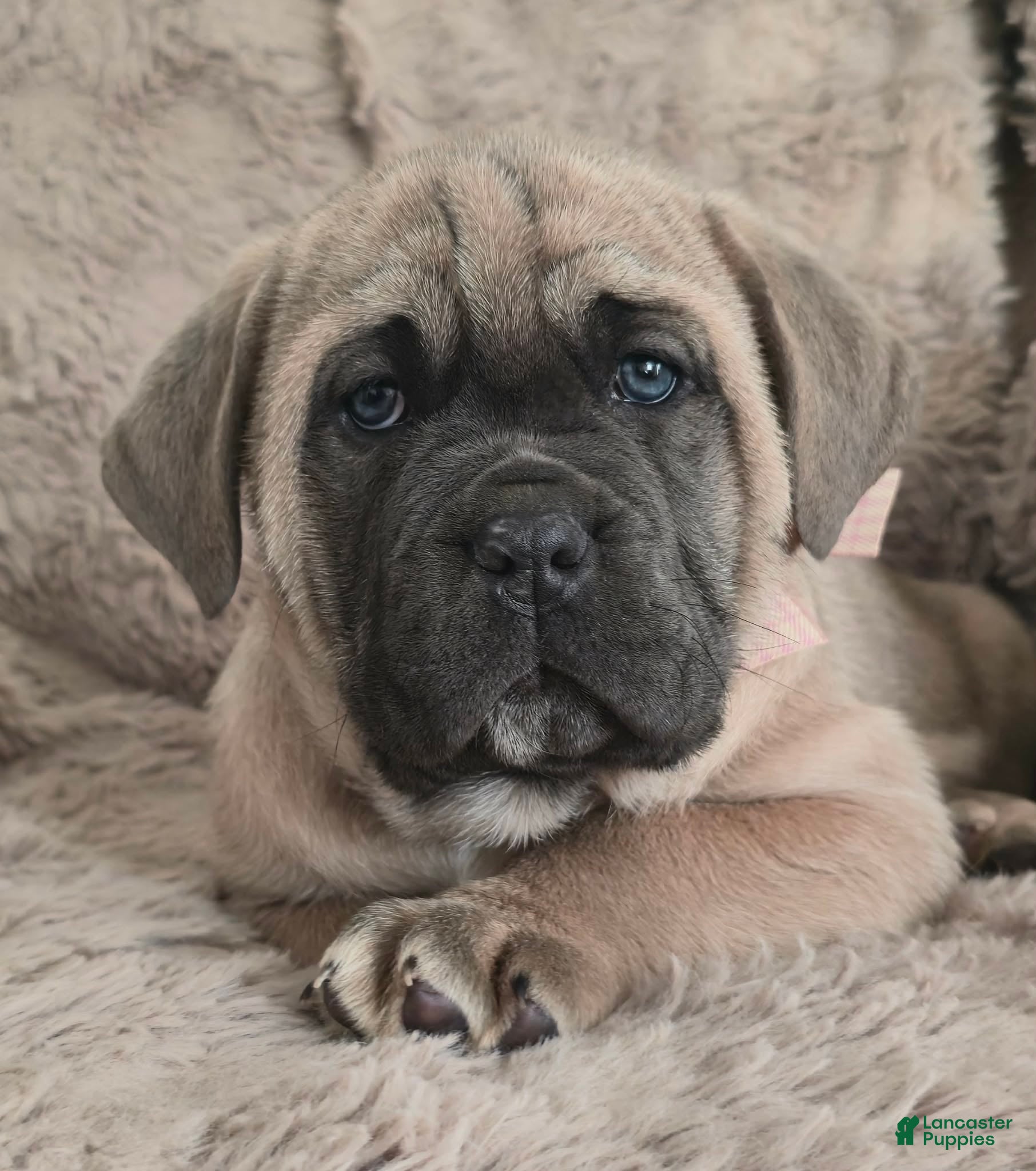 Cane Corso dogs Camile - Ad 2