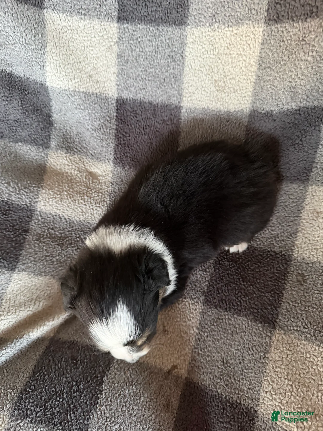 Australian Shepherd dogs for sale: Daisy - Female 6 - Ad 2